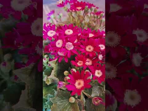 Flower and Nature #flowers #nature #ytshorts