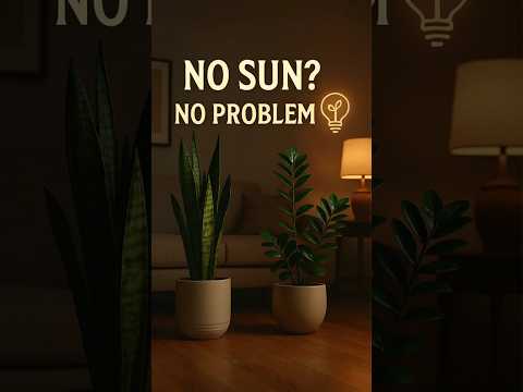 Top 5 Low Light Indoor Plants Thrive in the Dark