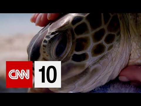 如何拯救海龜 (How To Save Sea Turtles)