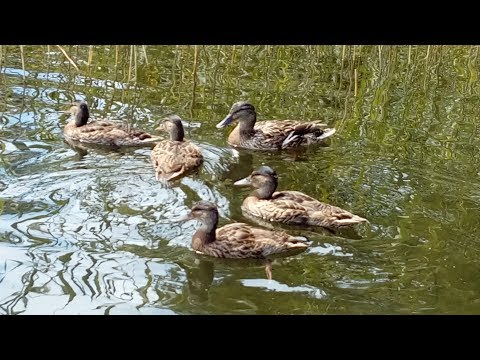 ❣🔆Ruś- Osrodek wypoczynkowy koło Morąga ,cz  2.❣🔆