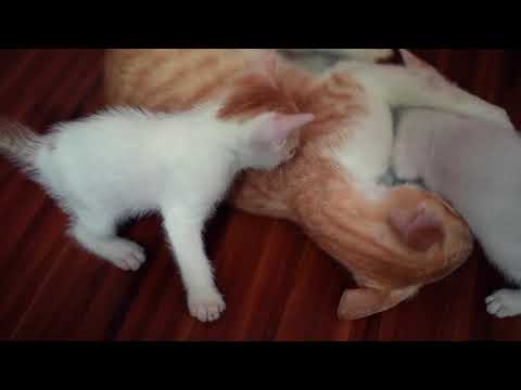 Most Dangerous Kittens in the World versus Mother Cat