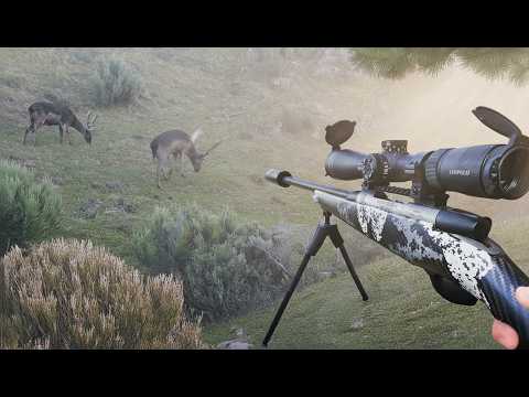 Hunting the Giant Deer that Nobody Could Find (Success)