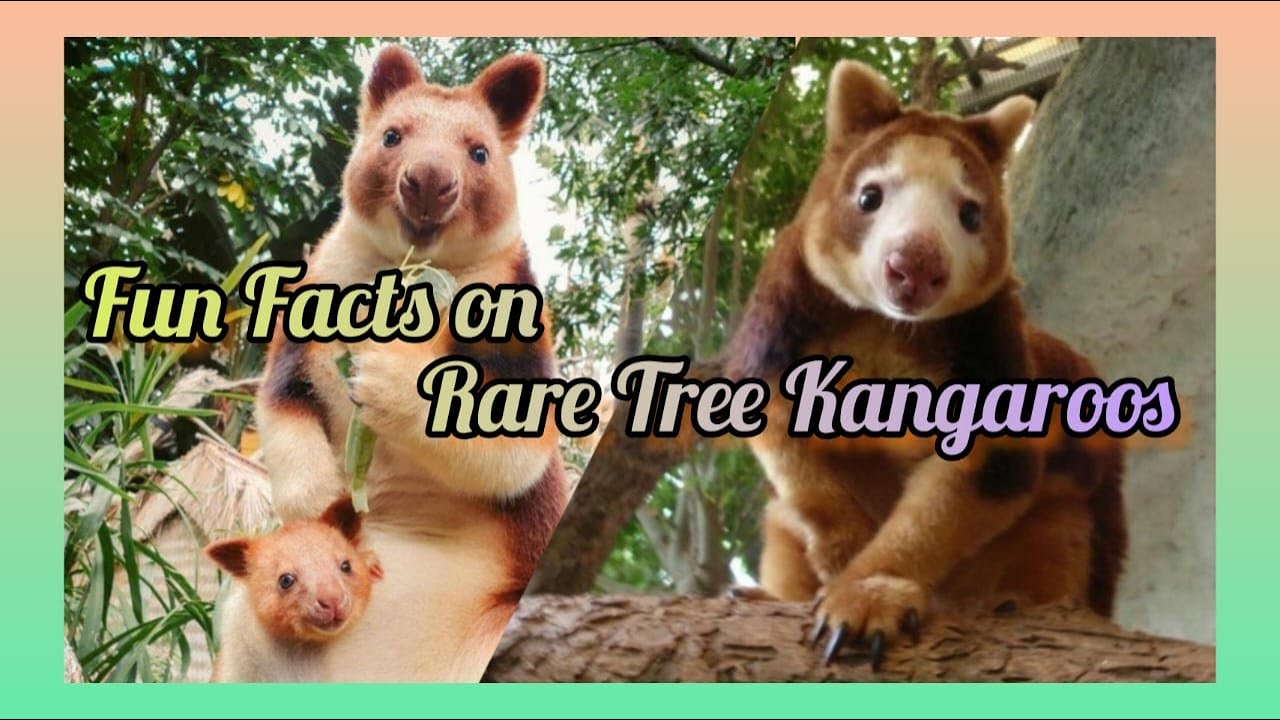 The Endangered Rare Exotic Tree Kangaroos, We Need to Know About | Cute Pets Bonding