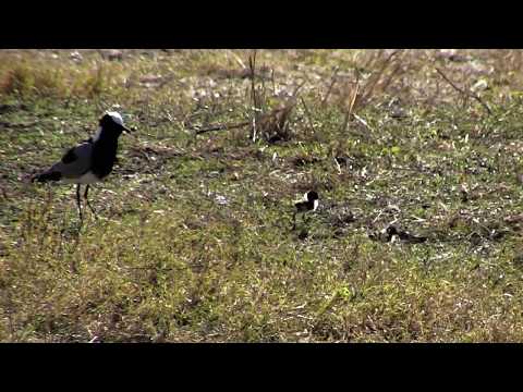 Djuma: Blacksmith Lapwing parents and the two new chicks - 08:14 - 08/31/18