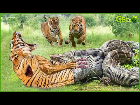 35 Moments When Hungry Pythons Swallow Big Cat Animals Mercilessly | Python vs Tiger