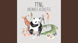 Zebra (Acoustic)