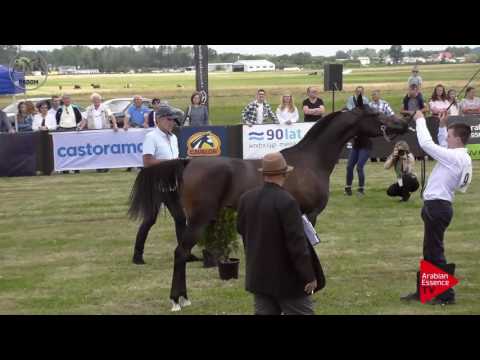 N.9 FRAZZA - Radom 2017 - Yearling Fillies (Class 1A)