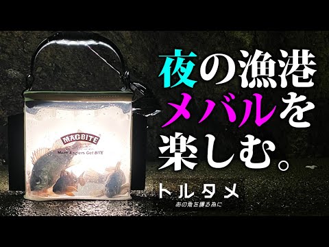 【メバリング】/ 漁港の常夜灯下で手軽に楽しもう 《 トルタメ #8 》