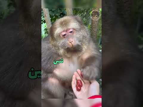 #foryou #السعوديه #iraq #الامارات #viral قرد اكل تمرات ابو جمعه