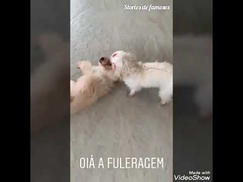 Agradeça  sempre! -TIRULLIPA