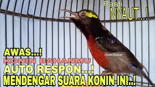 Download lagu KONIN CUMA CUIT-CUIT, LANGSUNG IKUT BUNYI DENGAR KONIN INI || TERAPI KONIN BAHAN AGAR BUNYI mp3