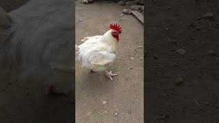 Download lagu Ayam Broiler Besar Usia 2 Tahun Peliharaan #shorts mp3