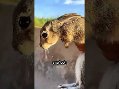 กระต่ายชอบให้ชายคนนี้ช่วยเหลือ 🤣🐰