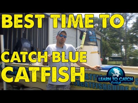 Best Time To Catch Blue Catfish [CQT]