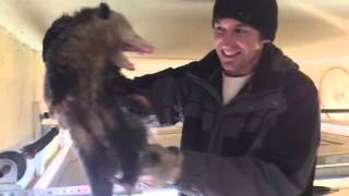 Hands on Opossum removal from garage