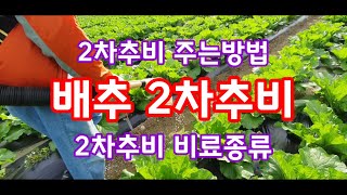 배추 2차추비 주는 방법 비료종류 [배추재배방법]