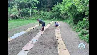 走進烏來德拉楠部落·威受泰雅族的小米故事