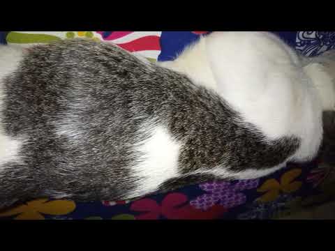 My Cat Moment | Sleeping Time | Naseem Shah
