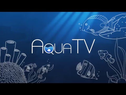 Aqua TV Overview thumbnail