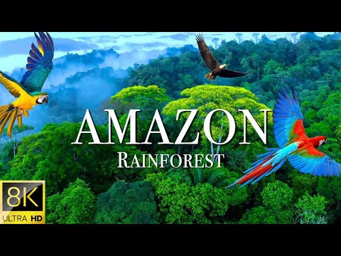 Amazon Rainforest 4K UHD | World's Largest Rainforest | Amazon Jungle | Amazon Forest