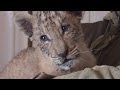 Unbelievably cute rare liger cub born in Russia