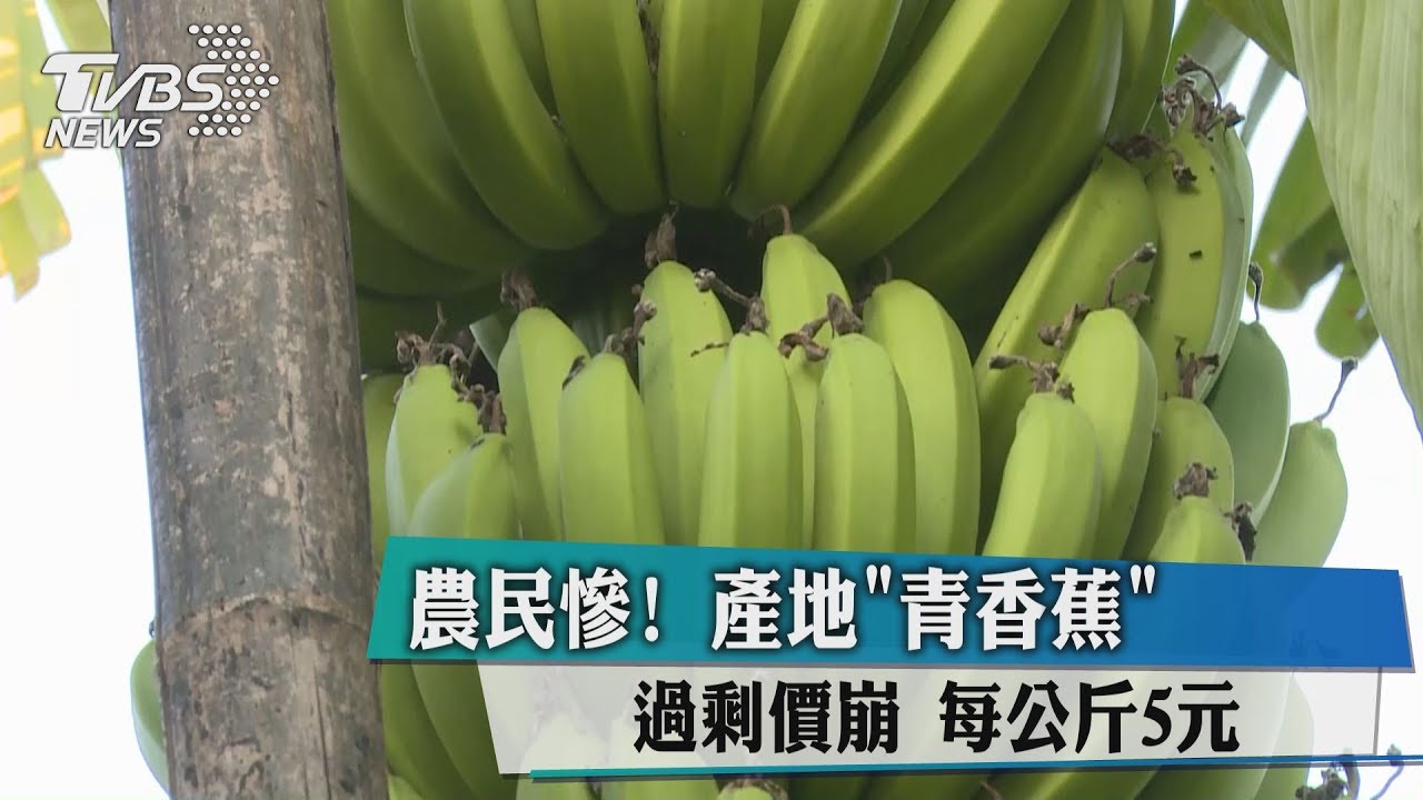 農民慘！產地青香蕉過剩價崩　每公斤5元