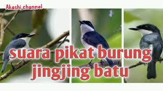 Download lagu Suara pikat burung jingjing batu mp3