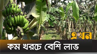 শেরপুরে কলা চাষে লাভবান কৃষক