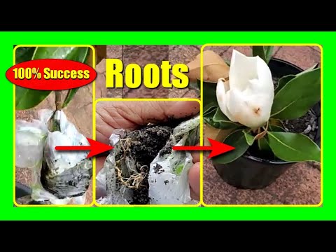 Air Layer Magnolia Tree: Easy Magnolia Propagation Trick!