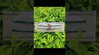 Unboxing Rakhi Set | Best Rakhi Online | Link in the description | #shorts #rakshabandhan