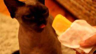Devon Rex brain freeze
