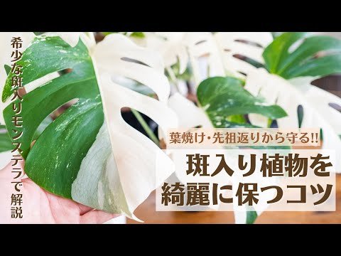 ノーブルローズ「セントラッシュ」 植物