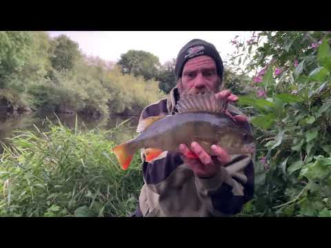 New river Wye PB Perch 2lb 6oz