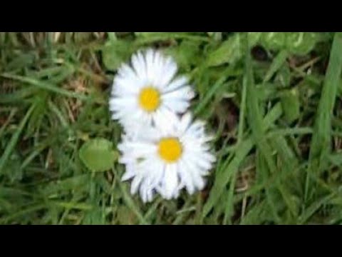 Tipps und Tricks  - Das Gänseblümchen,  die ausdauernde Schöne