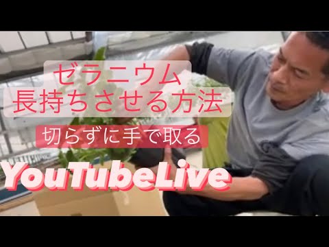 ゼラニウムをいつ地面に植えるのですか？どこに表示するのですか?それらを維持するにはどうすればよいでしょうか?  庭園