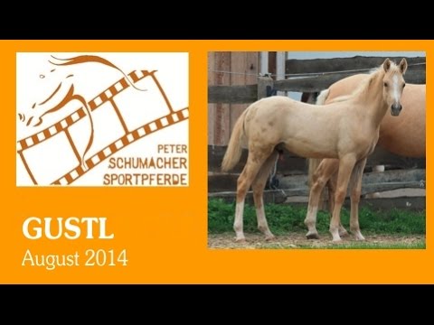 Gustl DR-Hengst, geb. 2014 (Golden State x Golden Dream)