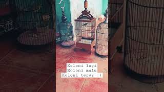 Download lagu Cara Membentuk Mental Pleci Menjadi Bermental Fighter|| Cara Membuat Pleci Bermental Baja #shorts mp3