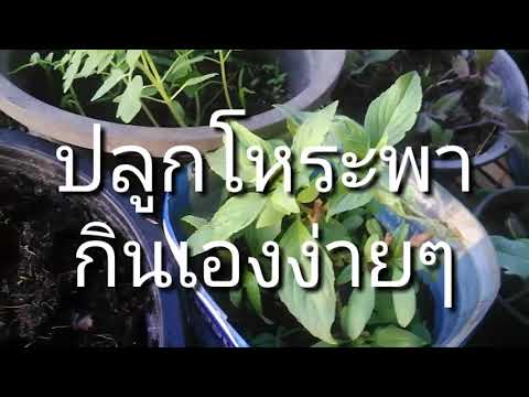 เซลล์เพศชายและความแข็งแรง อายุเฉลี่ยของความอ่อนแอในรัสเซีย