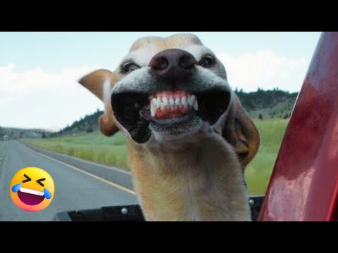 Cachorros e Gatos Engraçados😹🐶 - TENTE NÃO RIR #13 - Animais Engraçados😹🐶