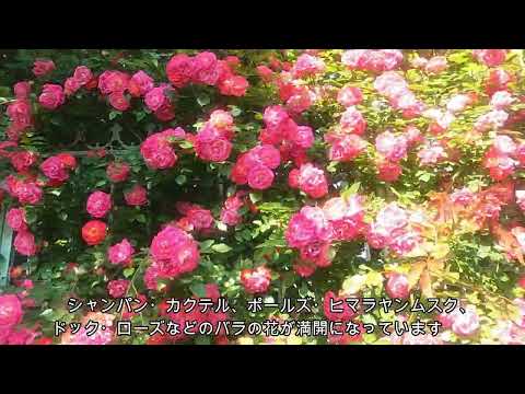【横浜薬科大学】