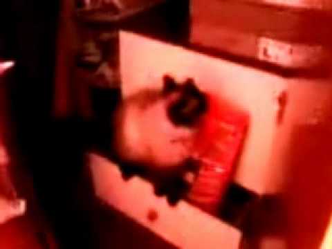 Funny cat video :)