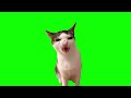 Green Screen Crunchy Cat Luna Meme