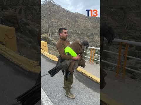 Carabineros rescata a cóndor herido en ruta Los Libertadores