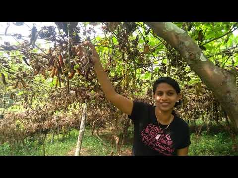 download lagu mp3 mp4 Naikurana Parippu, download lagu Naikurana Parippu gratis, unduh video klip Naikurana Parippu