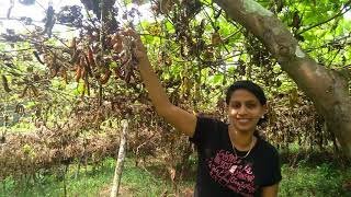 Naikurana Parippu Malayalam Sex Booster I JJ Herbals Success plus 9946551444