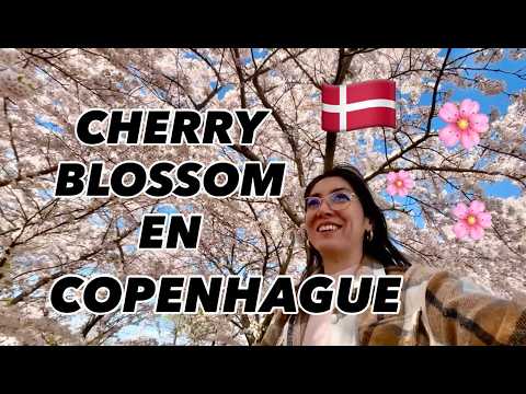 Primavera en Copenhague 🇩🇰 Los mejores lugares para ver cerezos en flor 🌸