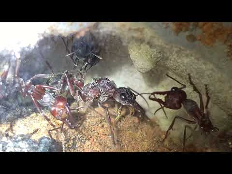 Myrmecia pyriformis 11/12/2021