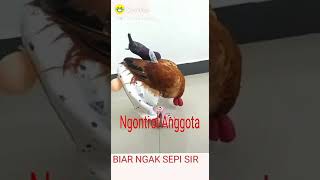 Download lagu Ayam pake celana mp3