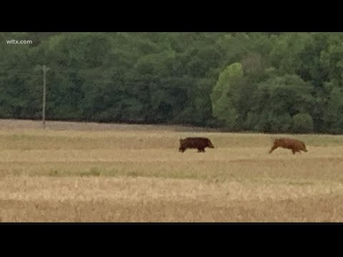 What you should do if you see feral hogs in South Carolina