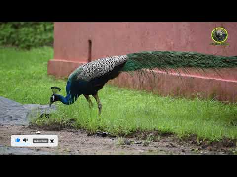 Peacock Video मोर नृत्य Peacock Dance in All its Glory